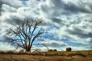 Cloudy sky over tree in a field
