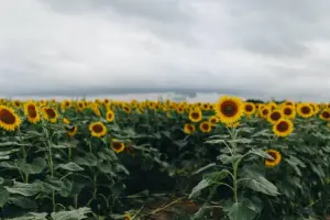 Field of sunflowers
