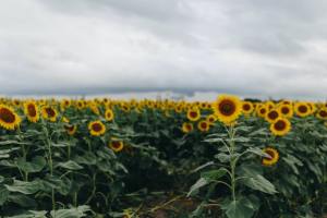 Field of sunflowers