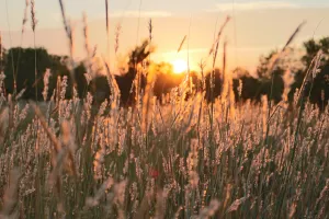 Grass with sunrise in background
